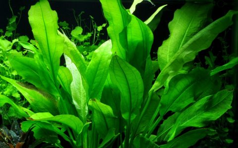 宽叶皇冠草 （Echinodorus bleheri）饲养资料，图片