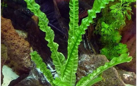 中喷泉水草 （Crinum aquatica）饲养资料，图片