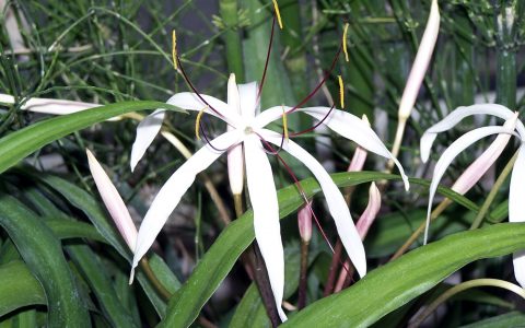 巴西水蒜 （Crinum purpurascens）水草饲养资料，图片