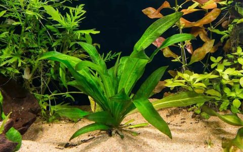 皇冠草 （Echinodorus amazonicus）饲养资料，图片