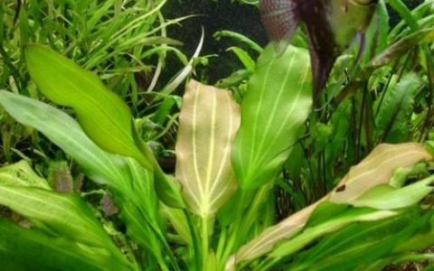 心皇冠草 （Echinodorus longiscapus）饲养资料，图片