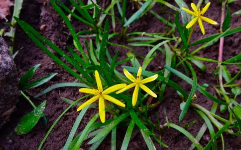 杜邦草 （Heteranthera dubia）水草饲养资料，图片