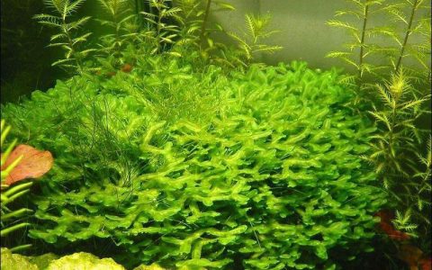 大鹿角苔莫丝水草饲养资料、图片