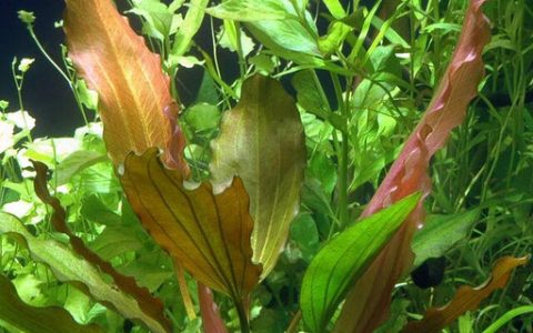 刺叶皇冠草 （Echinodorus scaber）饲养资料，图片