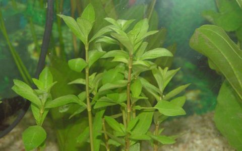 青叶草Hygrophila polysperma图片、栽植资料