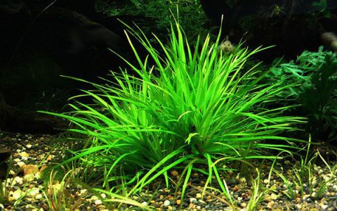 簀藻水草Blyxa novoguineensis饲养资料