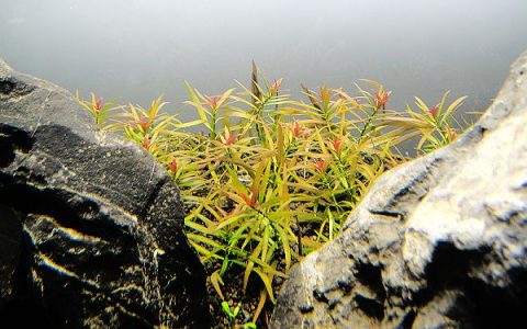大红莓水草Ludwigia sp（大红梅）饲养资料，图片