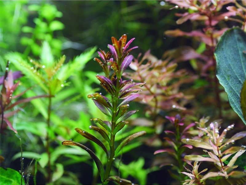 夕烧Rotala sp. ”sunset”水草饲养资料，图片