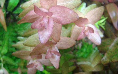 粉红虎耳水草Bacopa clorata饲养资料，图片