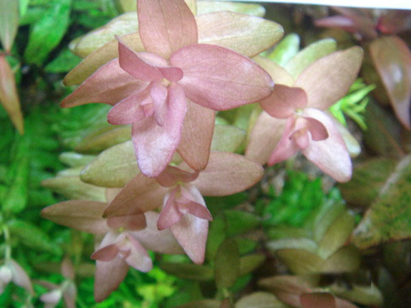 粉红虎耳水草Bacopa clorata饲养资料，图片