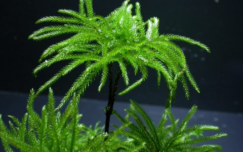 棕榈莫丝CLimacium japonicum饲养资料图片