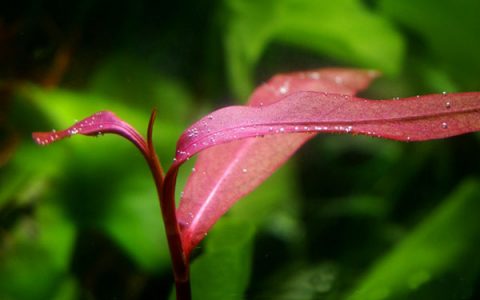 紫艳柳水草Polygonum praetermissum栽培资料，图片