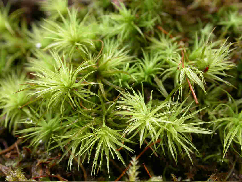 梨蒴珠莫丝（苹果莫丝）Bartramia pomiformis水草饲养资料，图片