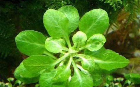 贝罗力水草图片、简介