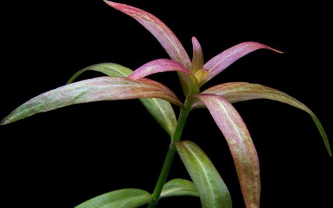 粉红头水草Diodia cf.kuntzei饲养资料，图片