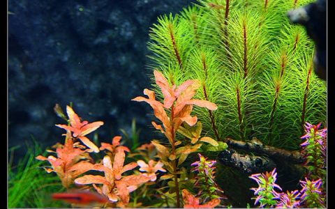 豹纹丁香Ludwigia inclinata水草饲养资料，图片