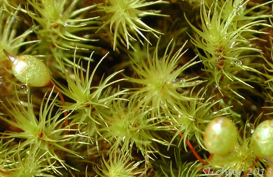 梨蒴珠莫丝（苹果莫丝）Bartramia pomiformis水草饲养资料，图片