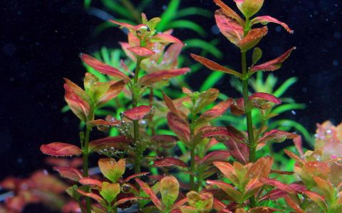 南美小圆叶Cuphea anagalloidea水草饲养资料、图片