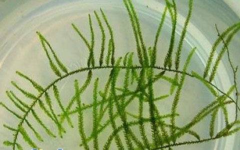 巨人莫丝Taxiphyllum sp.”giant”饲养资料、图片