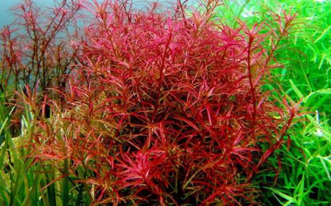迷你红太阳水草Rotala sp.饲养资料，图片
