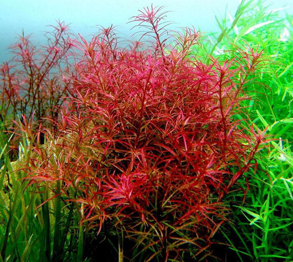 迷你红太阳水草Rotala sp.饲养资料，图片