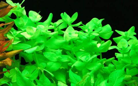 大虎耳水草Bacopa lanigera饲养资料，图片