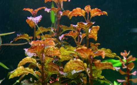 五彩薄荷水草Hyptis lorentziana图片、资料、培育方法