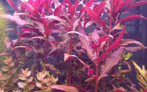 血心兰水草Alternanthera reineckii种植资料，图片