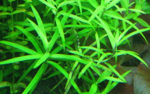 小竹叶Heteranthera zosterifolia水草饲养资料，图片