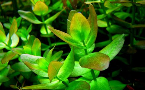 普通虎耳Bacopa caroliniana水草图片、种植资料
