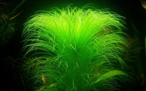 澳洲大细叶太阳水草Eriocaulon setaceum ”kimberly”饲养资料，图片