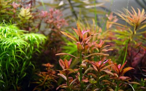 夕烧Rotala sp. ”sunset”水草饲养资料，图片