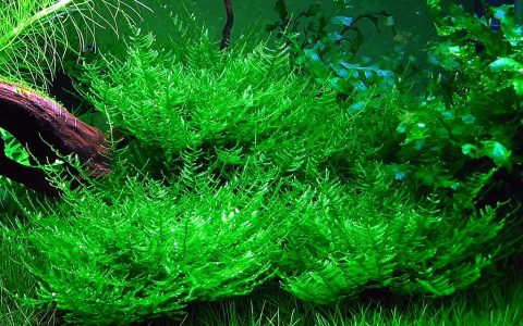 孔雀莫丝Taxiphyllum sp. ‘peacock’饲养资料、图片