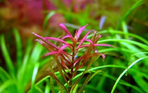 针叶虎耳水草Bacopa myriophylloides饲养资料，图片