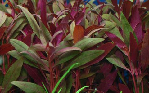 绿血心兰水草Alternanthera ocipus饲养资料、图片