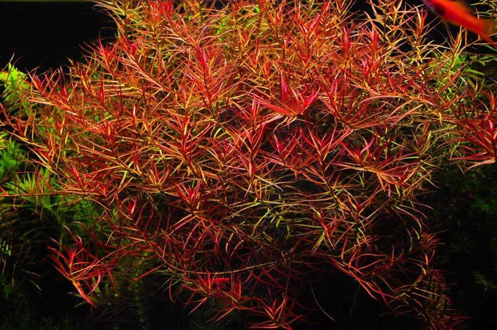大红莓水草Ludwigia sp（大红梅）饲养资料，图片
