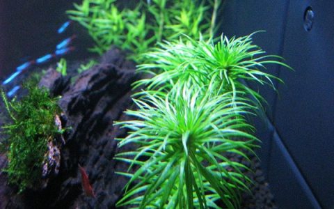 古精太阳水草Syngonathus sp. “belem”饲养资料、图片