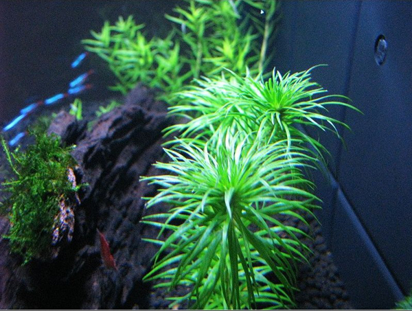 古精太阳水草Syngonathus sp. “belem”饲养资料、图片
