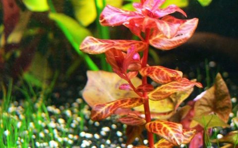 豹纹红蝴蝶水草Rotala macrandra“variegata”栽植资料、图片