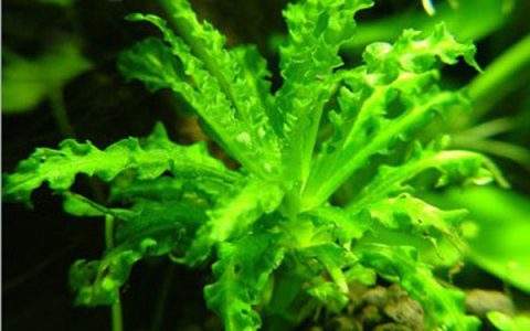 喷泉太阳水草Pogostemon heiferi饲养资料，图片