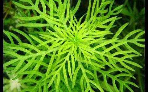 雪花草Hottonia inflata水草饲养资料，图片