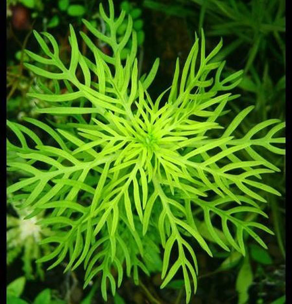 雪花草Hottonia inflata水草饲养资料，图片