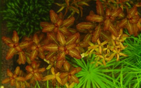 红唇丁香Ludwigia senegalensis水草饲养资料，图片