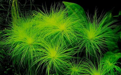 泰国粉丝太阳水草Eriocaulon setaceum”thailand”饲养资料、图片