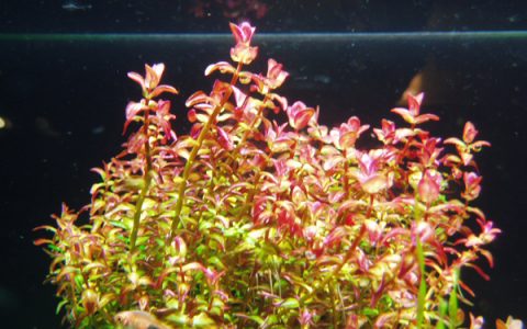 稻穗IRotala sp.”mini type 1″水草图片、饲养资料