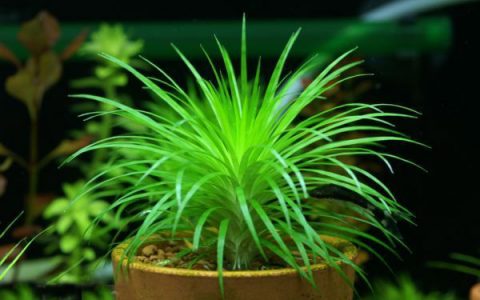 雾岛古精水草Eriocaulon amanoanum “kirishima”饲养资料，图片