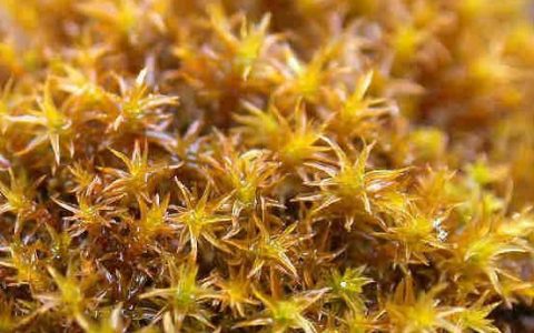 扭口莫丝水草Barbula sp饲养资料，图片