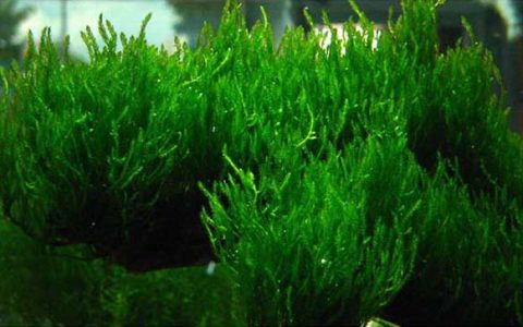火焰莫丝Taxiphyllum sp.”Flame”饲养资料，图片