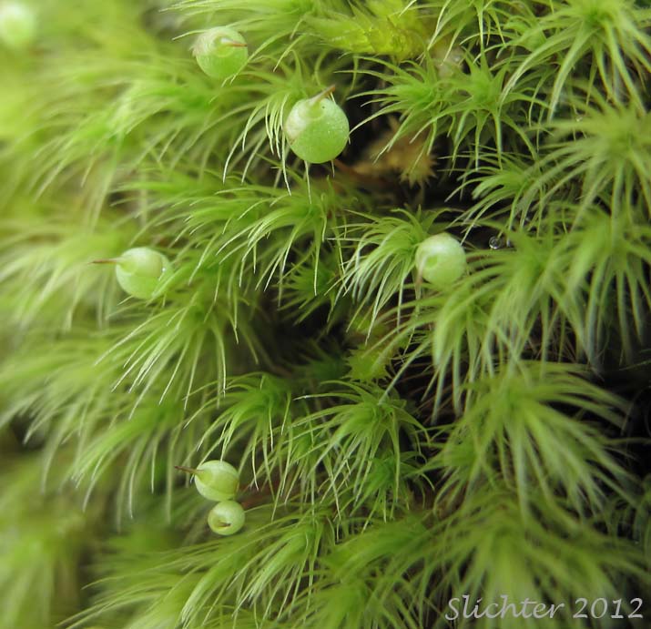 梨蒴珠莫丝（苹果莫丝）Bartramia pomiformis水草饲养资料，图片