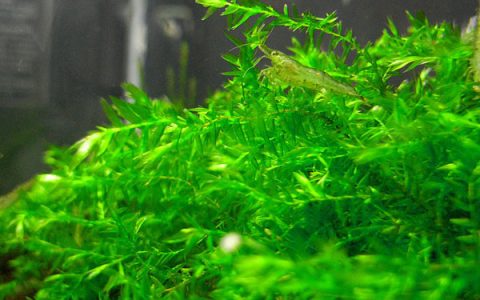 翡翠莫丝Vesicularia sp.饲养资料、图片